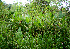  ( - BioBot02263)  @11 [ ] CreativeCommons - Attribution Non-Commercial Share-Alike (2010) Daniel H. Janzen Guanacaste Dry Forest Conservation Fund
