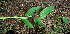  ( - BioBot02263)  @11 [ ] CreativeCommons - Attribution Non-Commercial Share-Alike (2010) Daniel H. Janzen Guanacaste Dry Forest Conservation Fund