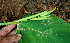  ( - BioBot02263)  @11 [ ] CreativeCommons - Attribution Non-Commercial Share-Alike (2010) Daniel H. Janzen Guanacaste Dry Forest Conservation Fund