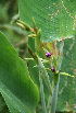  ( - BioBot02264)  @11 [ ] CreativeCommons - Attribution Non-Commercial Share-Alike (2010) Daniel H. Janzen Guanacaste Dry Forest Conservation Fund