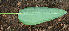  ( - BioBot02264)  @11 [ ] CreativeCommons - Attribution Non-Commercial Share-Alike (2010) Daniel H. Janzen Guanacaste Dry Forest Conservation Fund