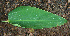  ( - BioBot02264)  @11 [ ] CreativeCommons - Attribution Non-Commercial Share-Alike (2010) Daniel H. Janzen Guanacaste Dry Forest Conservation Fund