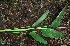  ( - BioBot02265)  @11 [ ] CreativeCommons - Attribution Non-Commercial Share-Alike (2010) Daniel H. Janzen Guanacaste Dry Forest Conservation Fund
