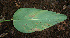  ( - BioBot02265)  @11 [ ] CreativeCommons - Attribution Non-Commercial Share-Alike (2010) Daniel H. Janzen Guanacaste Dry Forest Conservation Fund