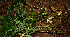  (Cryptochloa concinna - BioBot02274)  @11 [ ] CreativeCommons - Attribution Non-Commercial Share-Alike (2010) Daniel H. Janzen Guanacaste Dry Forest Conservation Fund