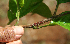  ( - BioBot02297)  @11 [ ] CreativeCommons - Attribution Non-Commercial Share-Alike (2010) Daniel H. Janzen Guanacaste Dry Forest Conservation Fund