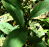  ( - BioBot02298)  @11 [ ] CreativeCommons - Attribution Non-Commercial Share-Alike (2010) Daniel H. Janzen Guanacaste Dry Forest Conservation Fund