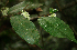  ( - BioBot02310)  @11 [ ] CreativeCommons - Attribution Non-Commercial Share-Alike (2010) Daniel H. Janzen Guanacaste Dry Forest Conservation Fund