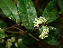  ( - BioBot02310)  @11 [ ] CreativeCommons - Attribution Non-Commercial Share-Alike (2010) Daniel H. Janzen Guanacaste Dry Forest Conservation Fund