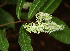  ( - BioBot02310)  @11 [ ] CreativeCommons - Attribution Non-Commercial Share-Alike (2010) Daniel H. Janzen Guanacaste Dry Forest Conservation Fund