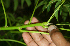  ( - BioBot02321)  @11 [ ] CreativeCommons - Attribution Non-Commercial Share-Alike (2010) Daniel H. Janzen Guanacaste Dry Forest Conservation Fund