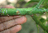  ( - BioBot02323)  @11 [ ] CreativeCommons - Attribution Non-Commercial Share-Alike (2010) Daniel H. Janzen Guanacaste Dry Forest Conservation Fund