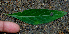  ( - BioBot02324)  @11 [ ] CreativeCommons - Attribution Non-Commercial Share-Alike (2010) Daniel H. Janzen Guanacaste Dry Forest Conservation Fund