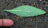  ( - BioBot02324)  @11 [ ] CreativeCommons - Attribution Non-Commercial Share-Alike (2010) Daniel H. Janzen Guanacaste Dry Forest Conservation Fund