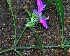  ( - BioBot02324)  @11 [ ] CreativeCommons - Attribution Non-Commercial Share-Alike (2010) Daniel H. Janzen Guanacaste Dry Forest Conservation Fund