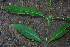  ( - BioBot02324)  @11 [ ] CreativeCommons - Attribution Non-Commercial Share-Alike (2010) Daniel H. Janzen Guanacaste Dry Forest Conservation Fund