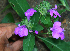  ( - BioBot02325)  @11 [ ] CreativeCommons - Attribution Non-Commercial Share-Alike (2010) Daniel H. Janzen Guanacaste Dry Forest Conservation Fund