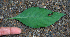  ( - BioBot02325)  @11 [ ] CreativeCommons - Attribution Non-Commercial Share-Alike (2010) Daniel H. Janzen Guanacaste Dry Forest Conservation Fund