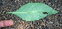  ( - BioBot02325)  @11 [ ] CreativeCommons - Attribution Non-Commercial Share-Alike (2010) Daniel H. Janzen Guanacaste Dry Forest Conservation Fund