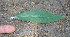  ( - BioBot02326)  @12 [ ] CreativeCommons - Attribution Non-Commercial Share-Alike (2010) Daniel H. Janzen Guanacaste Dry Forest Conservation Fund