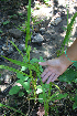  ( - BioBot02330)  @11 [ ] CreativeCommons - Attribution Non-Commercial Share-Alike (2010) Daniel H. Janzen Guanacaste Dry Forest Conservation Fund