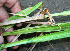  ( - BioBot02330)  @11 [ ] CreativeCommons - Attribution Non-Commercial Share-Alike (2010) Daniel H. Janzen Guanacaste Dry Forest Conservation Fund