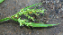  ( - BioBot02330)  @11 [ ] CreativeCommons - Attribution Non-Commercial Share-Alike (2010) Daniel H. Janzen Guanacaste Dry Forest Conservation Fund