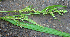  ( - BioBot02330)  @11 [ ] CreativeCommons - Attribution Non-Commercial Share-Alike (2010) Daniel H. Janzen Guanacaste Dry Forest Conservation Fund