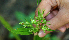  ( - BioBot02330)  @11 [ ] CreativeCommons - Attribution Non-Commercial Share-Alike (2010) Daniel H. Janzen Guanacaste Dry Forest Conservation Fund