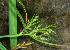  ( - BioBot02331)  @11 [ ] CreativeCommons - Attribution Non-Commercial Share-Alike (2010) Daniel H. Janzen Guanacaste Dry Forest Conservation Fund