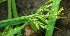  ( - BioBot02331)  @11 [ ] CreativeCommons - Attribution Non-Commercial Share-Alike (2010) Daniel H. Janzen Guanacaste Dry Forest Conservation Fund