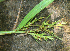  ( - BioBot02331)  @11 [ ] CreativeCommons - Attribution Non-Commercial Share-Alike (2010) Daniel H. Janzen Guanacaste Dry Forest Conservation Fund