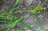  ( - BioBot02332)  @11 [ ] CreativeCommons - Attribution Non-Commercial Share-Alike (2010) Daniel H. Janzen Guanacaste Dry Forest Conservation Fund
