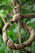  (Ipomoea batatoides - BioBot02339)  @11 [ ] CreativeCommons - Attribution Non-Commercial Share-Alike (2010) Daniel H. Janzen Guanacaste Dry Forest Conservation Fund