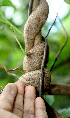  ( - BioBot02339)  @11 [ ] CreativeCommons - Attribution Non-Commercial Share-Alike (2010) Daniel H. Janzen Guanacaste Dry Forest Conservation Fund