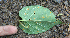  ( - BioBot02339)  @11 [ ] CreativeCommons - Attribution Non-Commercial Share-Alike (2010) Daniel H. Janzen Guanacaste Dry Forest Conservation Fund