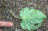  ( - BioBot02340)  @11 [ ] CreativeCommons - Attribution Non-Commercial Share-Alike (2010) Daniel H. Janzen Guanacaste Dry Forest Conservation Fund