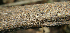  ( - BioBot02340)  @11 [ ] CreativeCommons - Attribution Non-Commercial Share-Alike (2010) Daniel H. Janzen Guanacaste Dry Forest Conservation Fund
