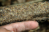  ( - BioBot02340)  @11 [ ] CreativeCommons - Attribution Non-Commercial Share-Alike (2010) Daniel H. Janzen Guanacaste Dry Forest Conservation Fund