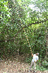  ( - BioBot02341)  @11 [ ] CreativeCommons - Attribution Non-Commercial Share-Alike (2010) Daniel H. Janzen Guanacaste Dry Forest Conservation Fund