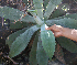  ( - BioBot02342)  @11 [ ] CreativeCommons - Attribution Non-Commercial Share-Alike (2010) Daniel H. Janzen Guanacaste Dry Forest Conservation Fund