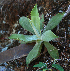  ( - BioBot02342)  @11 [ ] CreativeCommons - Attribution Non-Commercial Share-Alike (2010) Daniel H. Janzen Guanacaste Dry Forest Conservation Fund