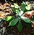  ( - BioBot02344)  @11 [ ] CreativeCommons - Attribution Non-Commercial Share-Alike (2010) Daniel H. Janzen Guanacaste Dry Forest Conservation Fund