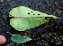  ( - BioBot02345)  @11 [ ] CreativeCommons - Attribution Non-Commercial Share-Alike (2010) Daniel H. Janzen Guanacaste Dry Forest Conservation Fund