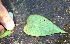  ( - BioBot02346)  @11 [ ] CreativeCommons - Attribution Non-Commercial Share-Alike (2010) Daniel H. Janzen Guanacaste Dry Forest Conservation Fund