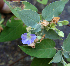  ( - BioBot02347)  @11 [ ] CreativeCommons - Attribution Non-Commercial Share-Alike (2010) Daniel H. Janzen Guanacaste Dry Forest Conservation Fund