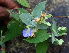  ( - BioBot02347)  @11 [ ] CreativeCommons - Attribution Non-Commercial Share-Alike (2010) Daniel H. Janzen Guanacaste Dry Forest Conservation Fund