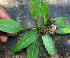  ( - BioBot02348)  @11 [ ] CreativeCommons - Attribution Non-Commercial Share-Alike (2010) Daniel H. Janzen Guanacaste Dry Forest Conservation Fund