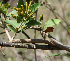  (Jacquemontia Espinoza5745 - BioBot02357)  @11 [ ] CreativeCommons - Attribution Non-Commercial Share-Alike (2010) Daniel H. Janzen Guanacaste Dry Forest Conservation Fund