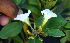  ( - BioBot02357)  @11 [ ] CreativeCommons - Attribution Non-Commercial Share-Alike (2010) Daniel H. Janzen Guanacaste Dry Forest Conservation Fund